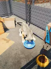 Animal Shelter Simulator